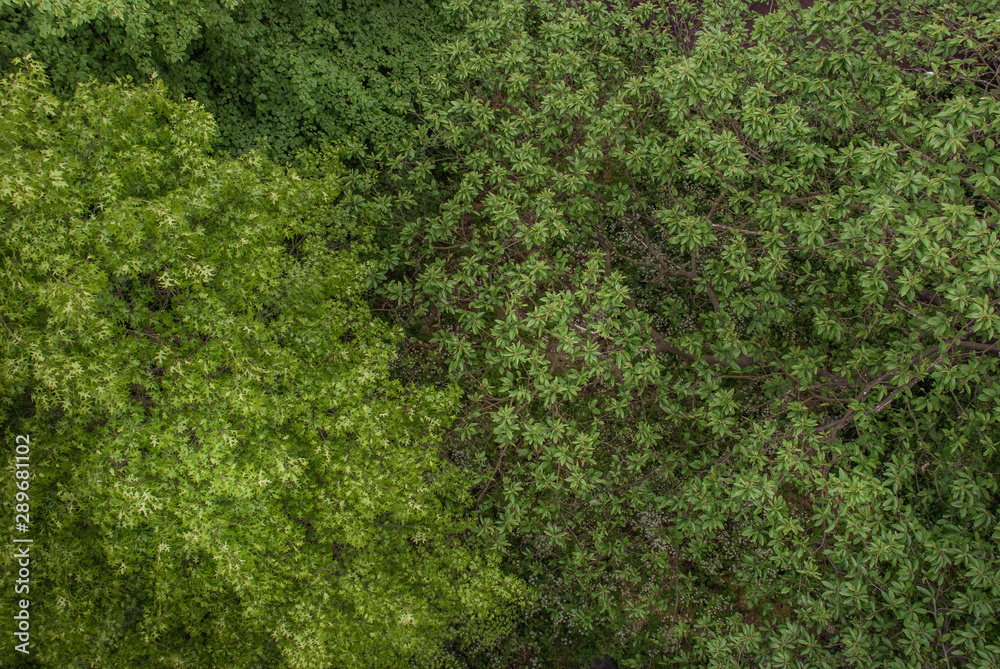 Beautiful of large trees forest in spring.