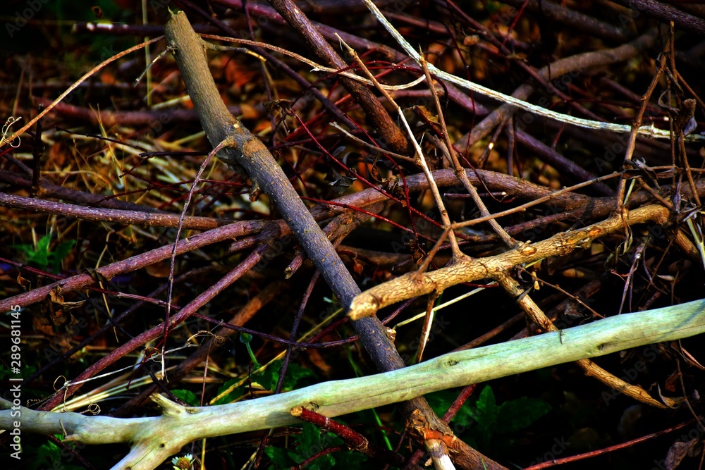 Nature and environment, cut branches are going to dry, die Nature and environment, cut branches are going to dry, die