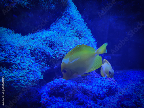 Tropical yellow Tang fish with corals in blue water.