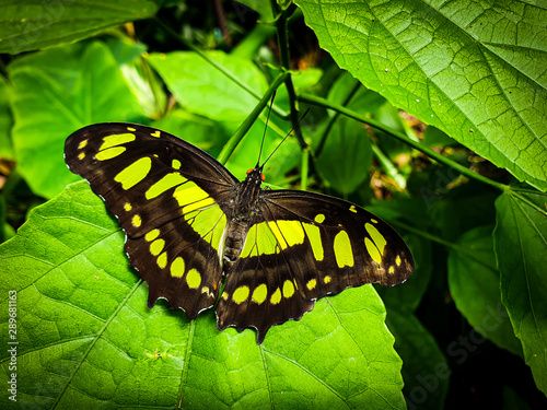 Green, yellow and black butterfly on a green leaf. Philaethria dido, scarce bamboo page or dido longwing butterfly. photo