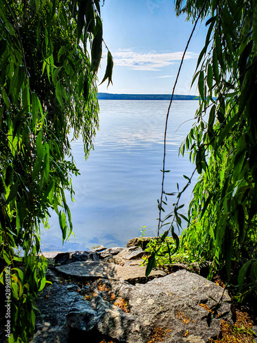 Beautiful green willow tree...