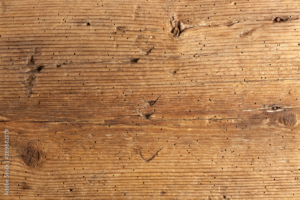 Fototapeta premium Wood texture with termite holes
