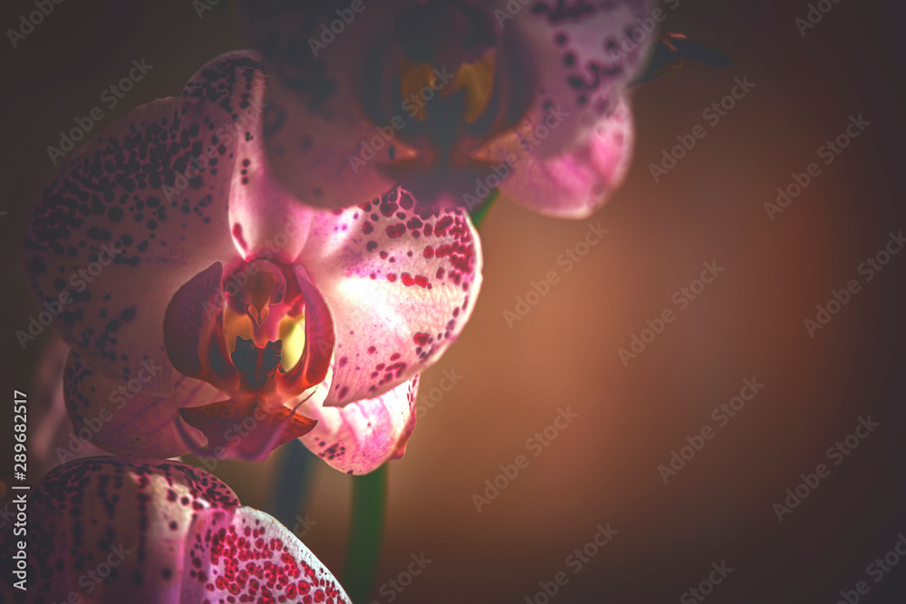 Fototapeta premium Orchidee, Orchideenblüten