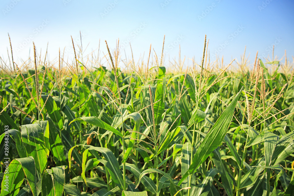 Fototapeta premium View of corn field on summer day