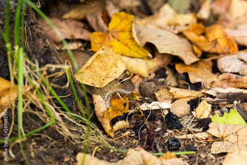 Wild Wood mouse on the forest floor in a autumn forest.