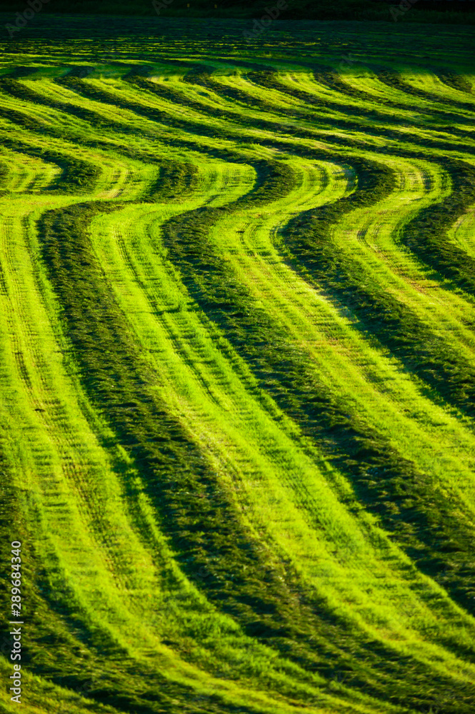 Curving field of harvested crop on farmland in Stowe Vermont, USA