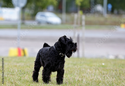 A happy and playful miniature schnauzer in a park 