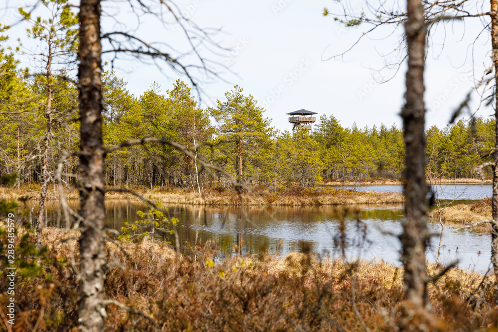 Lookout tower at distance in an Estonian marsh