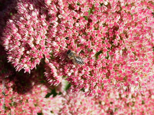Fototapeta Naklejka Na Ścianę i Meble -  Hylotelephium spectabile - Sédum remarquable ou orpin d'automne aux fleurs étoilées au nectar prisé par les abeilles