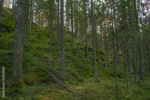 trees in the forest and green moss