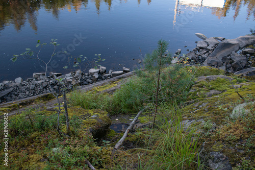 view of the lake with a pine on the bank