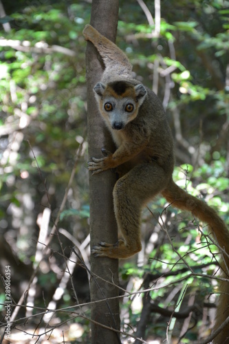 Madagaskar, Parc National Ankarana, Lemur