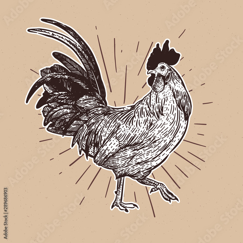Rooster, hand draw sketch vector.