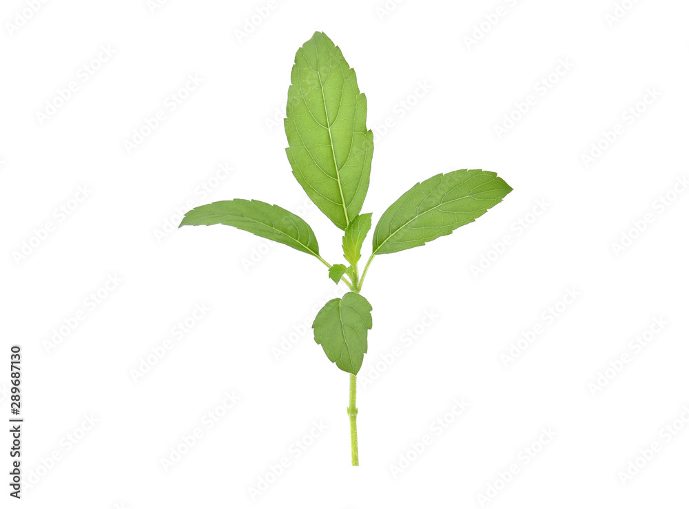 Holy basil isolated on white background Holy basil isolated on white background