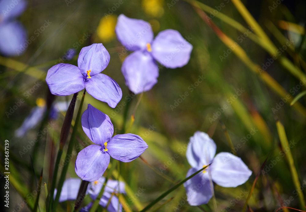 Australian native silky purple flag iris wildflowers, Patersonia sericea, family Iridaceae, flowering in spring along the Little Marley firetrail, Royal National Park, Sydney, NSW, Australia Australian native silky purple flag iris wildflowers, Patersonia sericea, family Iridaceae, flowering in spring along the Little Marley firetrail, Royal National Park, Sydney, NSW, Australia
