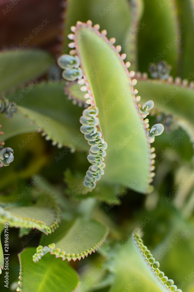 Naklejka premium 多肉植物のセイロンベンケイの葉と芽