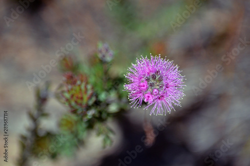 Pink purple flowers of the Australian native myrtle Kunzea capitata  family Myrtaceae  growing in heath in Royal National Park  Sydney  NSW  Australia. Spring flowering.