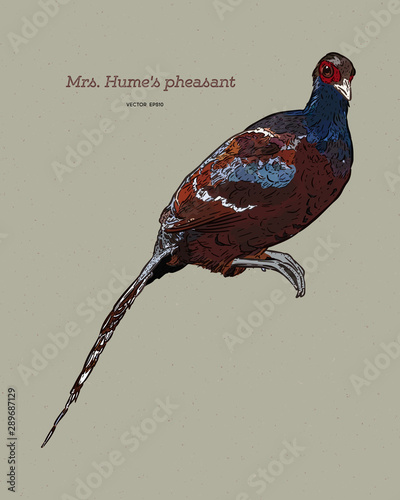 Mrs. Hume's pheasant (Syrmaticus humiae), hand draw sketch vector. photo