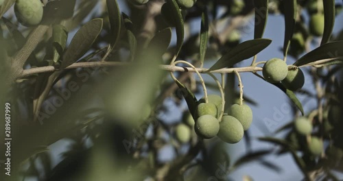 Olives on an olive tree branch in Southern Spain. Closeup shot on a summer day.