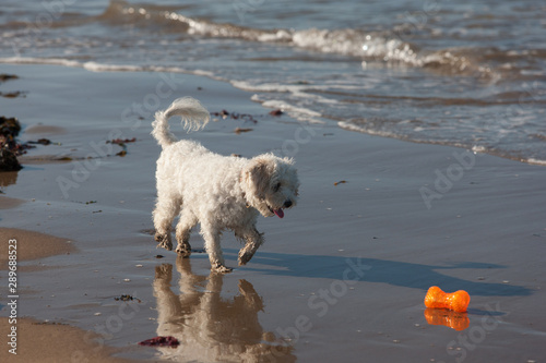 Cavachon retrieving her bright orange bone shaped dog toy at the edge of the water on a sandy beach © Pam