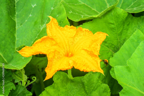 pumpkin flowers on green background