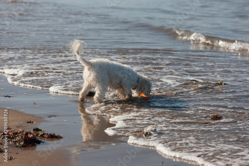 Cavachon retrieving her dog toy from the edge of the water on the Irish Atlantic coast © Pam