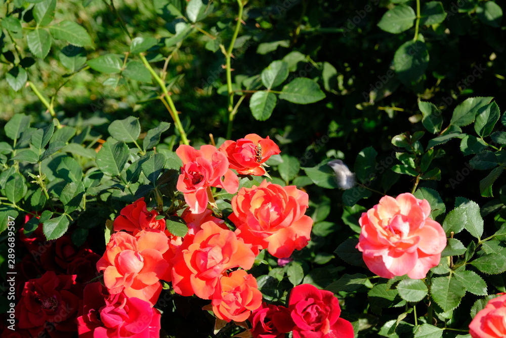 Fototapeta premium Roses in a city park