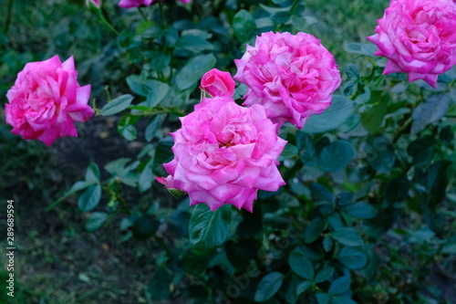  Roses in a city park
