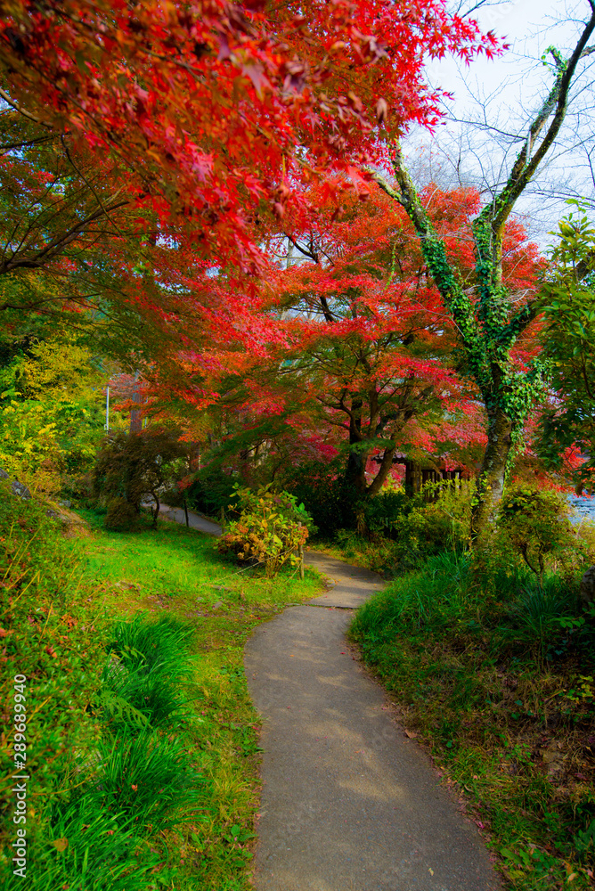 path in the park,autumn in japan,autumn in the park