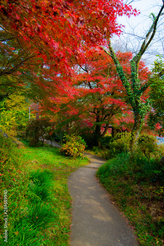 path in the park,autumn in japan,autumn in the park