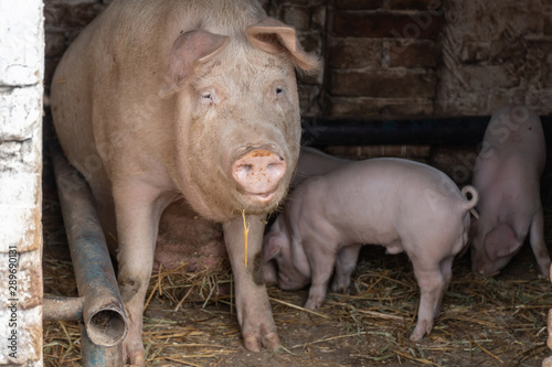 A large sow looks out from a barn surrounded by monthly pigs