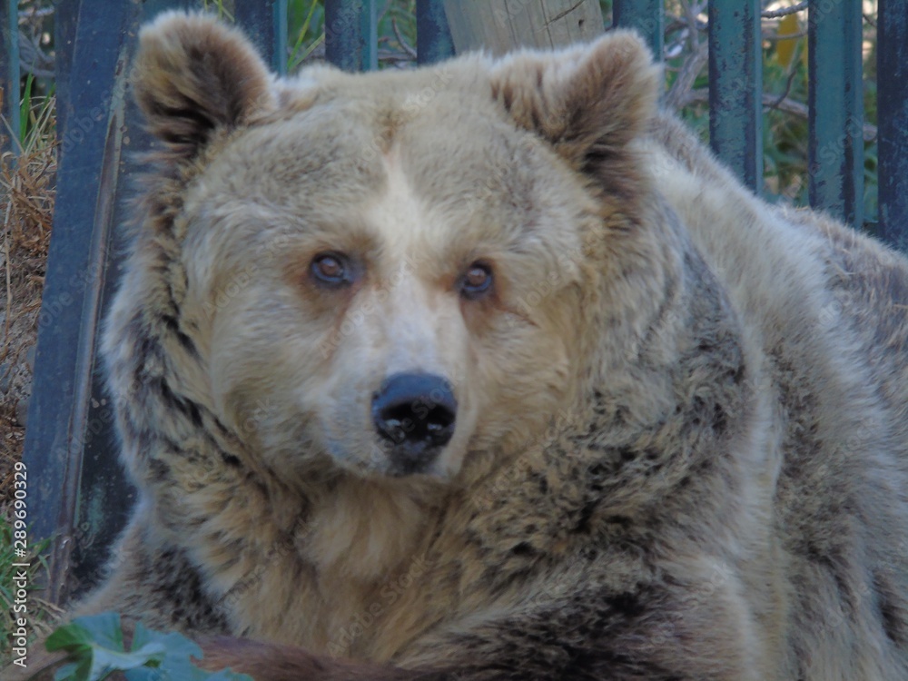 big grizzly bear in nature big grizzly bear in nature