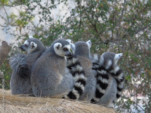 Lemurs in the jungle of Madagascar © cristian