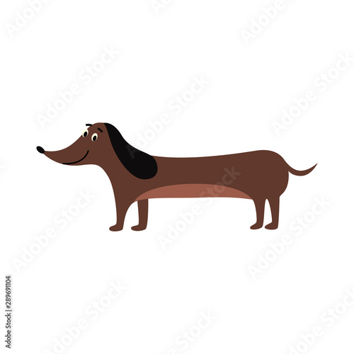 Funny dachshund or teckel puppy dog flat cartoon vector illustration isolated.