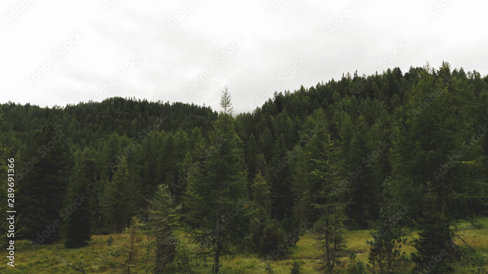 Foggy landscape of a forest in northen Italy Foggy landscape of a forest in northen Italy