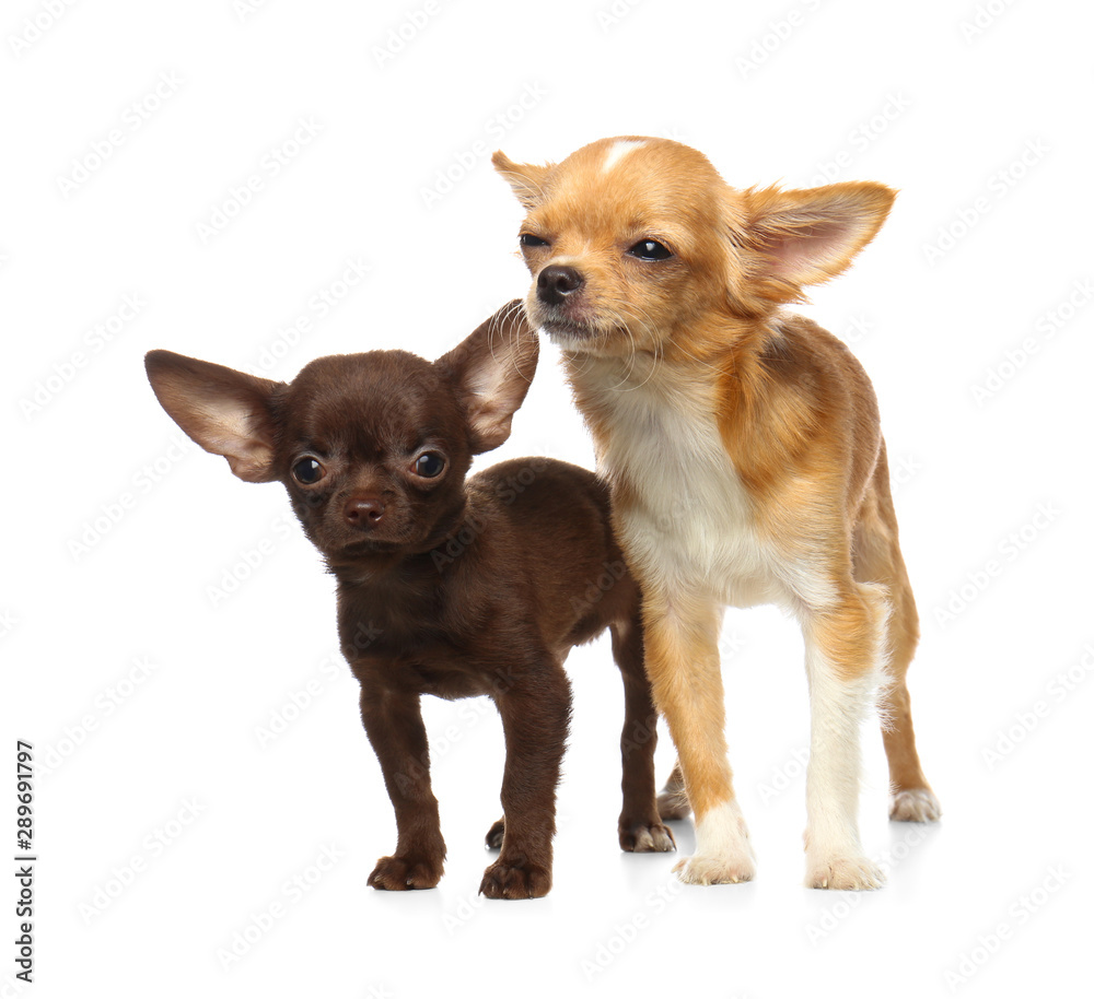 Cute small Chihuahua dogs on white background