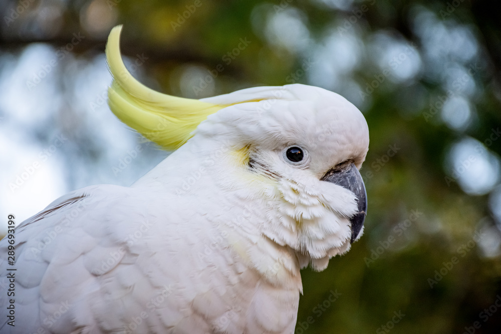 Sulphur-crested cockatoos close up. Urban wildlife. Australian backyard visitors Sulphur-crested cockatoos close up. Urban wildlife. Australian backyard visitors