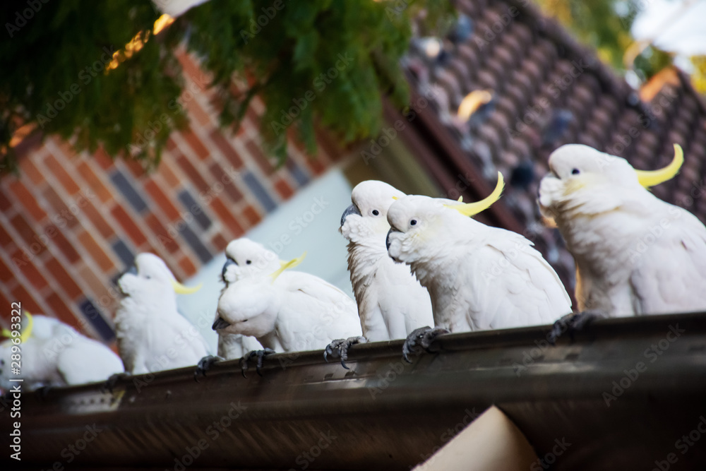 Sulphur crested cockatoos seating in a row on a roof. Urban