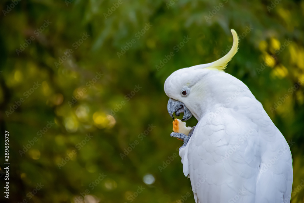 Sulphur-crested cockatoo eating bread. Urban wildlife. Backyard visitors. Don't feed wild birds and animals.