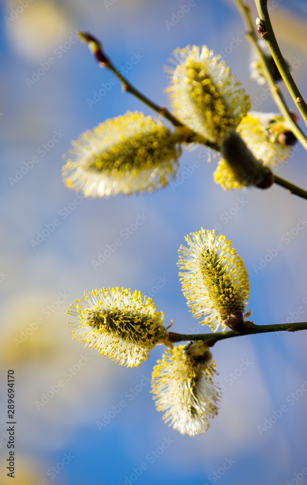 Closeup of blooming willow tree at spring Closeup of blooming willow tree at spring