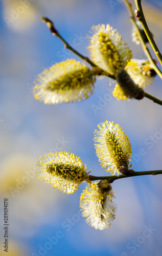 Closeup of blooming willow tree at spring