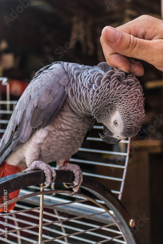 Man's hand cuddling gray parrot (Psittacus erithacus) sitting on the top of the cage and, cute grey parrot close-up with the man hand cuddling it, closeup of African grey or Congo grey parrot - Image