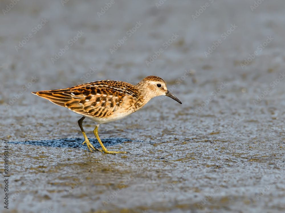 Pectoral Sandpiper with Reflection Foraging on the Pond Pectoral Sandpiper with Reflection Foraging on the Pond