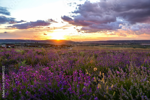 beautiful sunset in lavender field © Irina