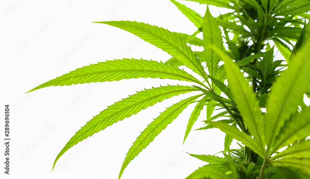 Cannabis - THC - Hanfblatt