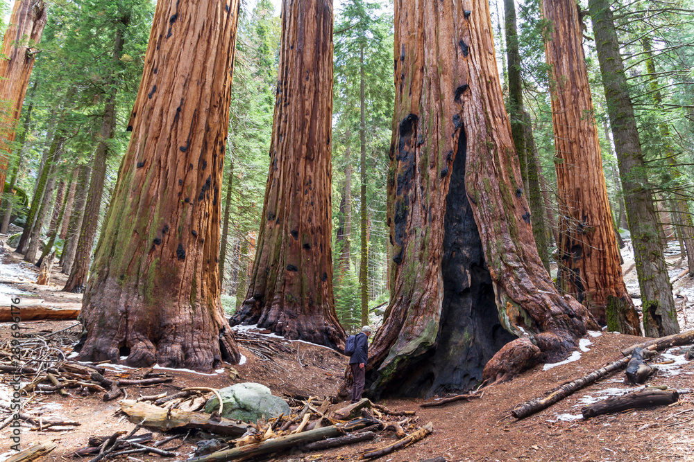 Sequoias in a redwood grove at United States Sequoias in a redwood grove at United States