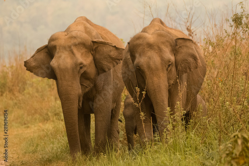Big Asian Elephant Family at Jim Corbett National Park