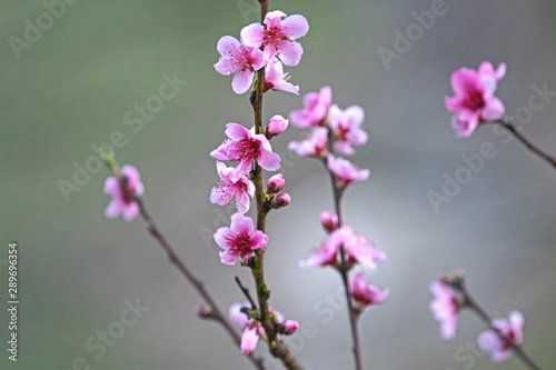 pink cherry blossom