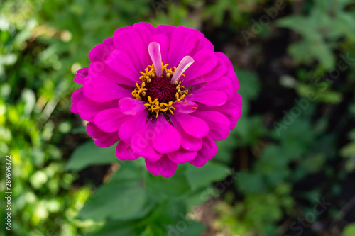 Bright blooming tsiniya close-up