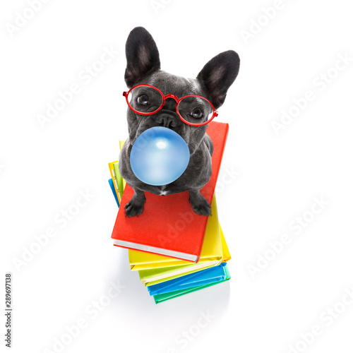 smart dog and books, chewing bubble gum © Javier brosch